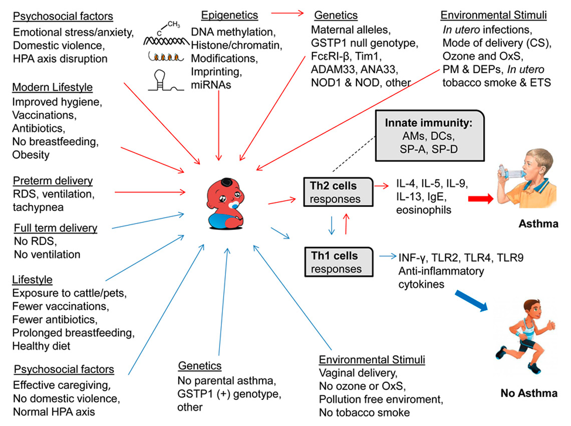 Childhood asthma causes, risks, and protective factors; a role of